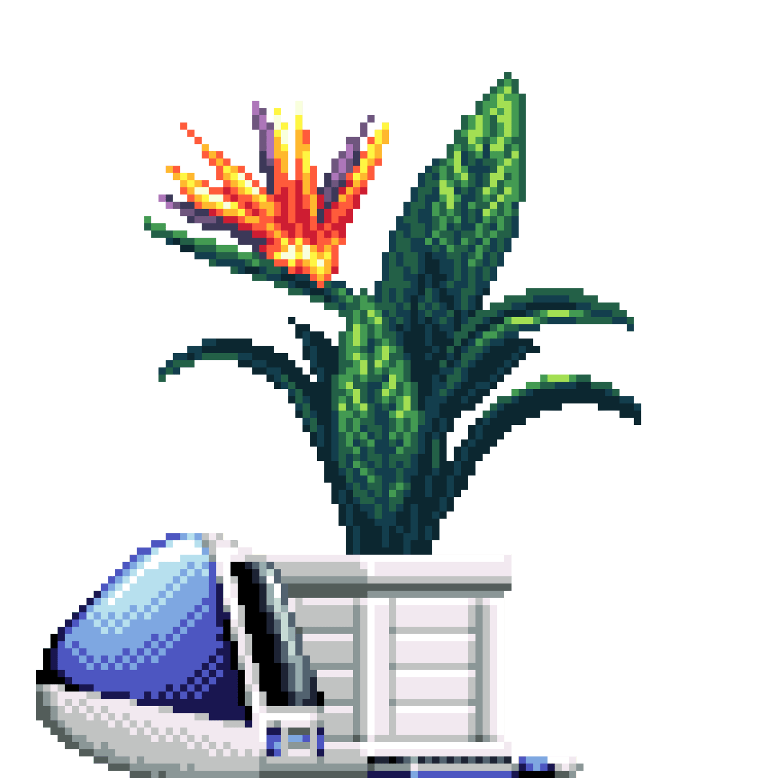 Bird of Paradise in Wood Crate pot with iMac